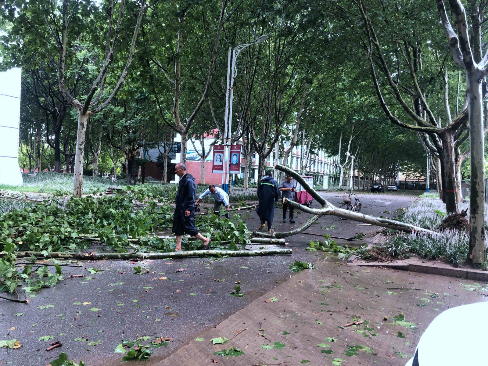 暴雨后清理路障  树木扶正.jpg